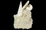Fossil Gastropod (Haustator) Cluster - Damery, France #97777-2